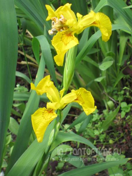  . , Iris pseudoacorus.